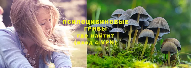 Галлюциногенные грибы Psilocybe  купить   Оса 